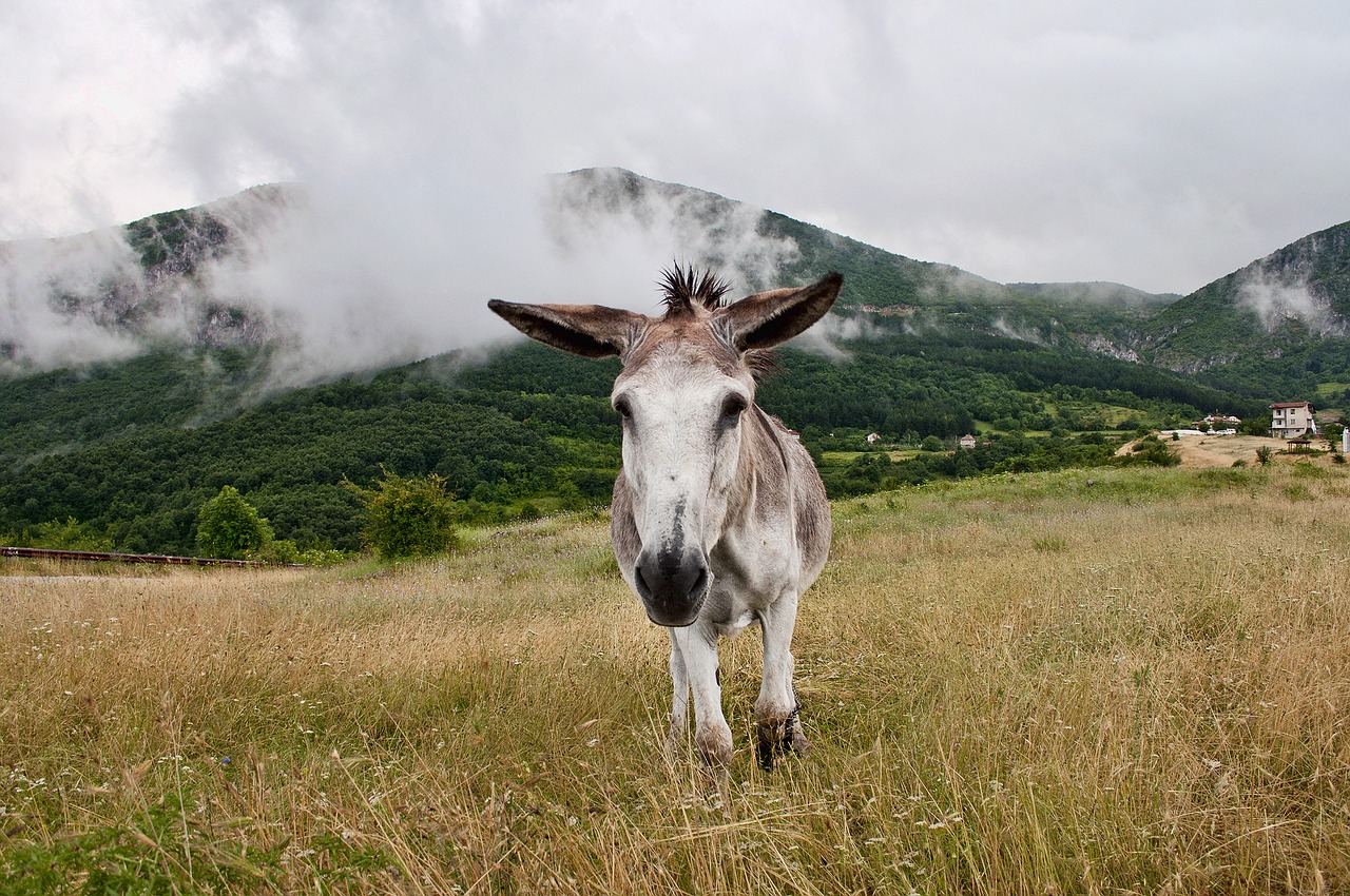 donkey mountain fog free photo