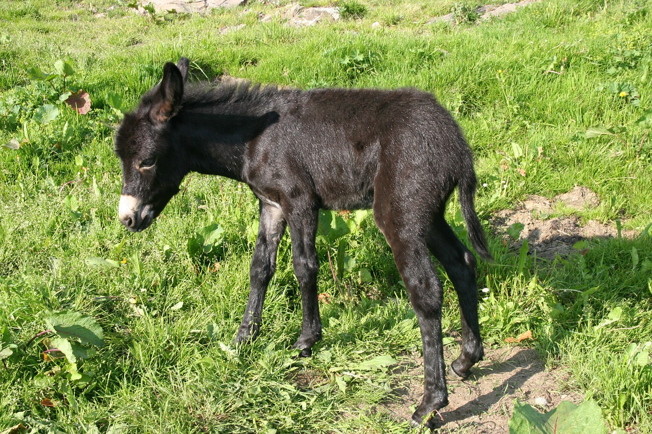 donkey young animal mule free photo