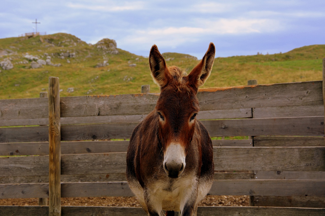 donkey fence mountain free photo