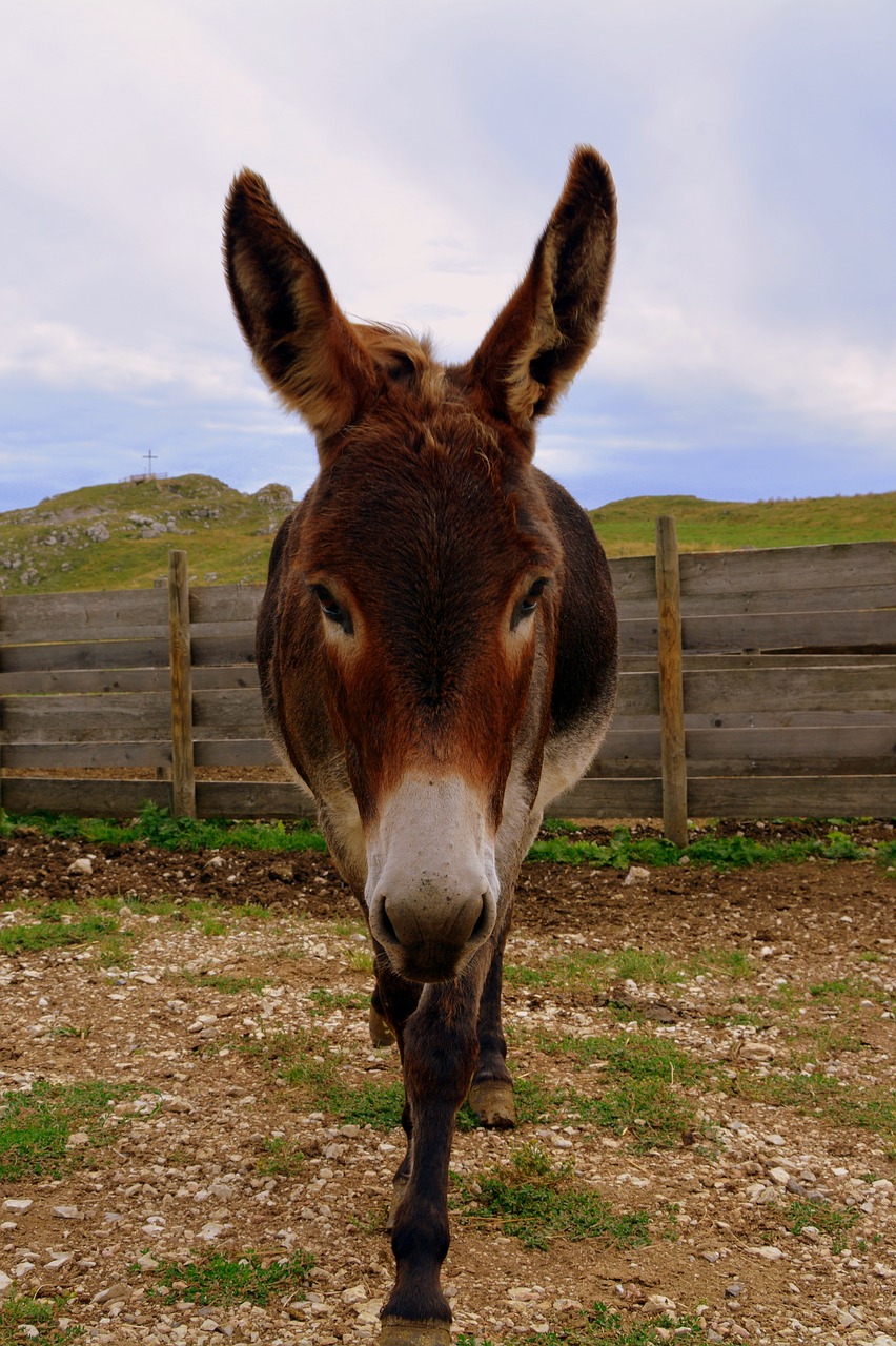 donkey fence mountain free photo