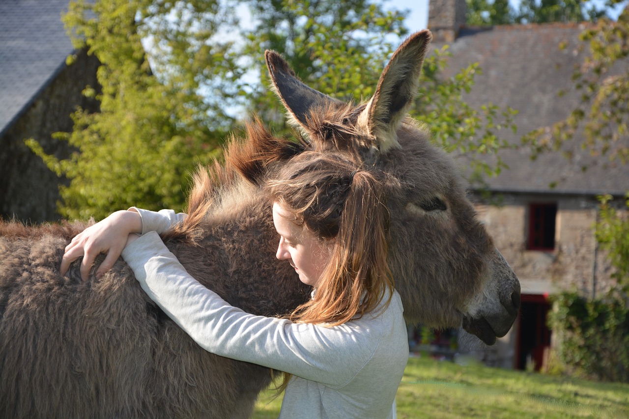 donkey colt girl free photo