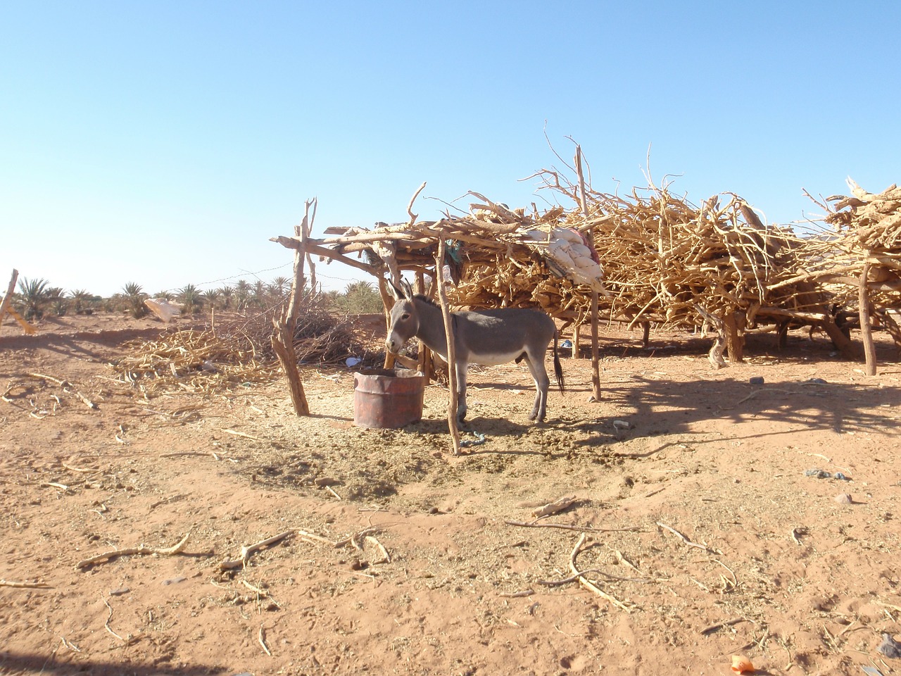 donkey desert morocco free photo