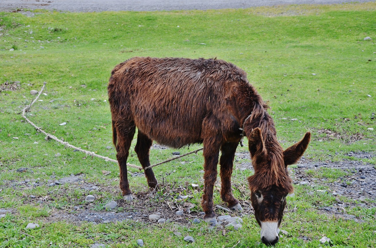 donkey animal farm free photo