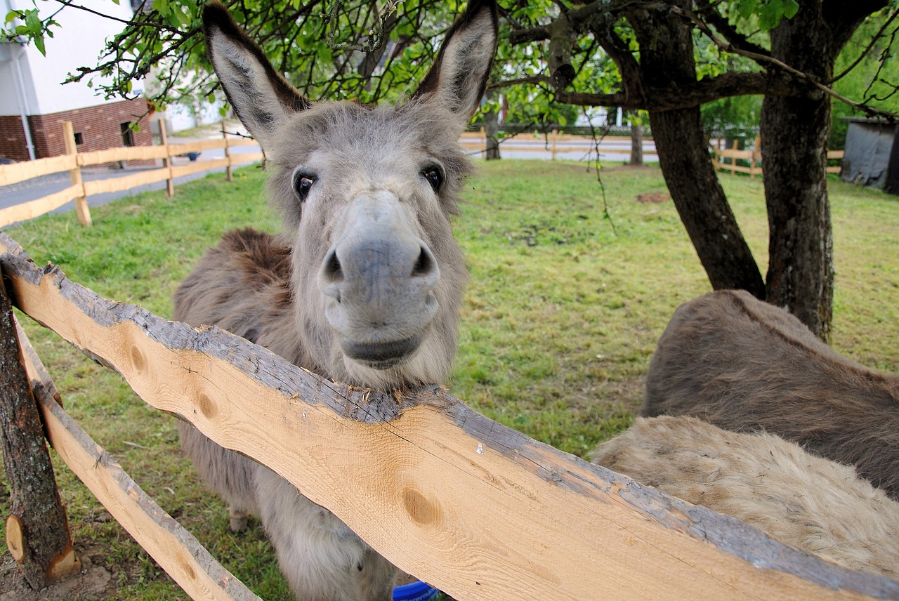 donkey nature animal free photo