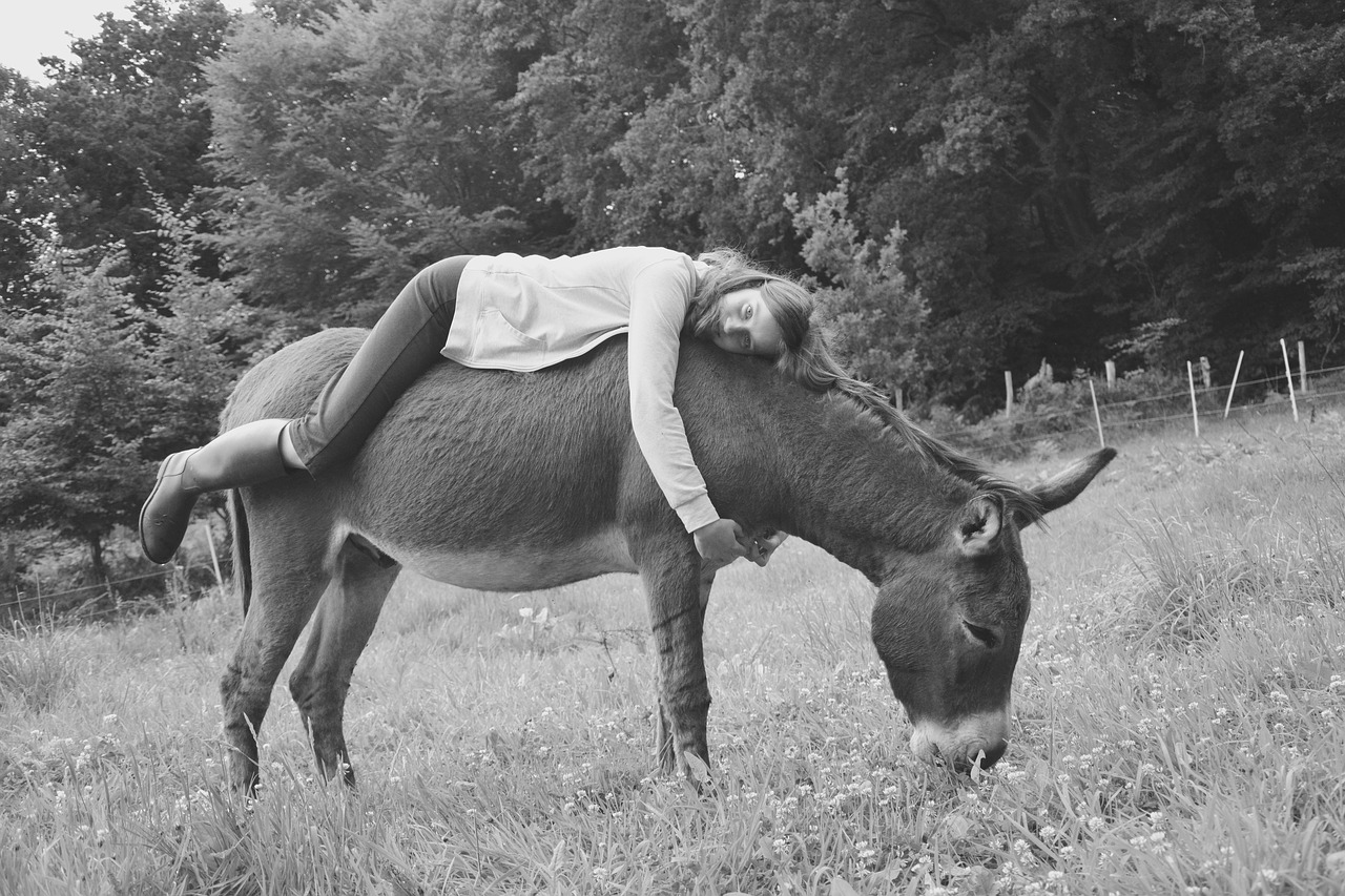 donkey girl young woman free photo