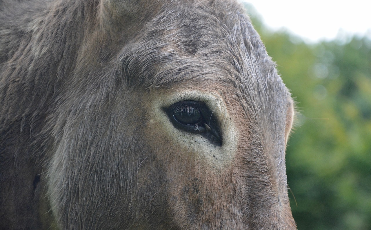 donkey eye equine free photo