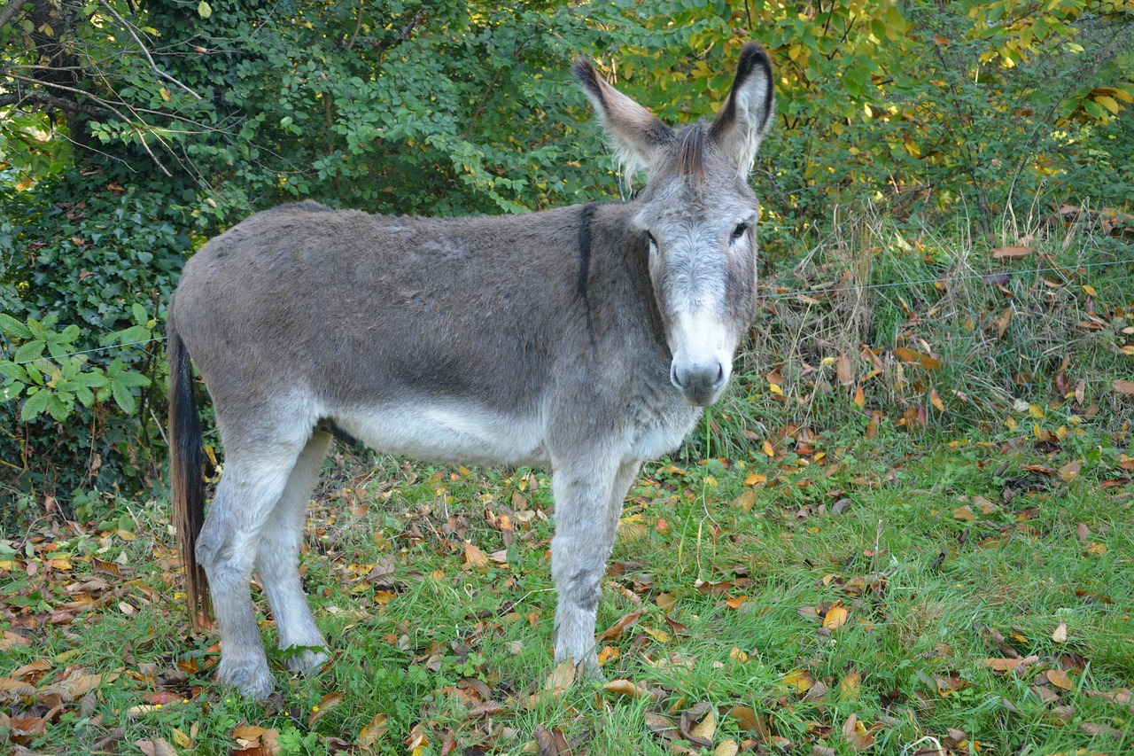 donkey gray donkey equine free photo