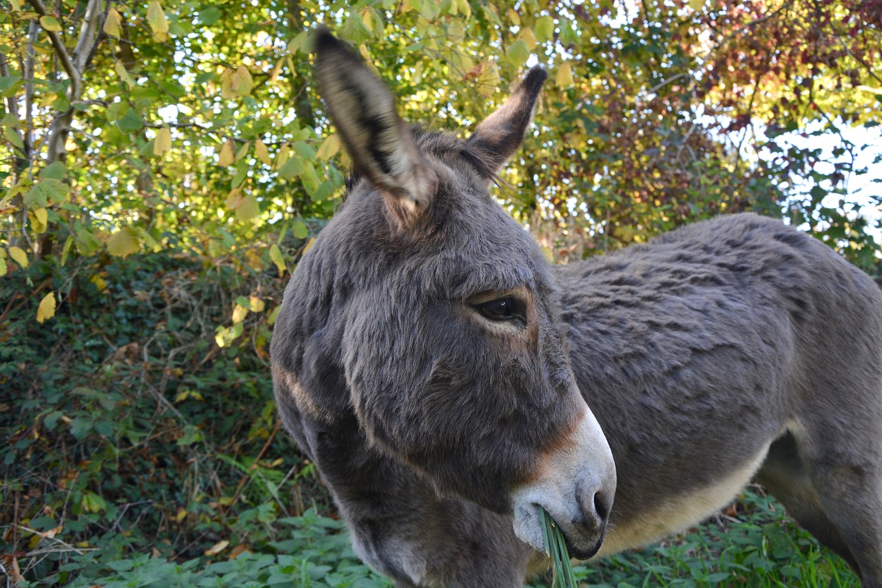 donkey equine domestic animal free photo