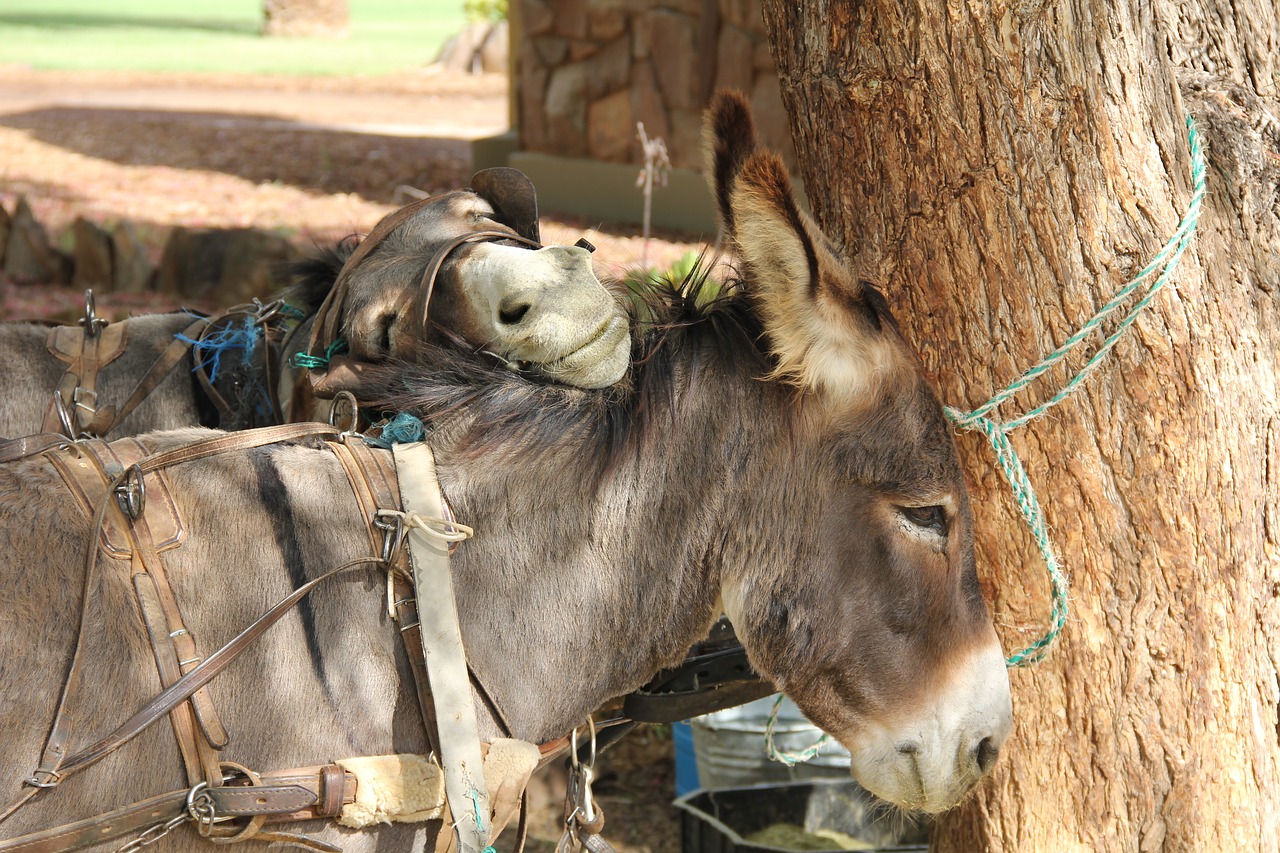 donkey animal nature free photo