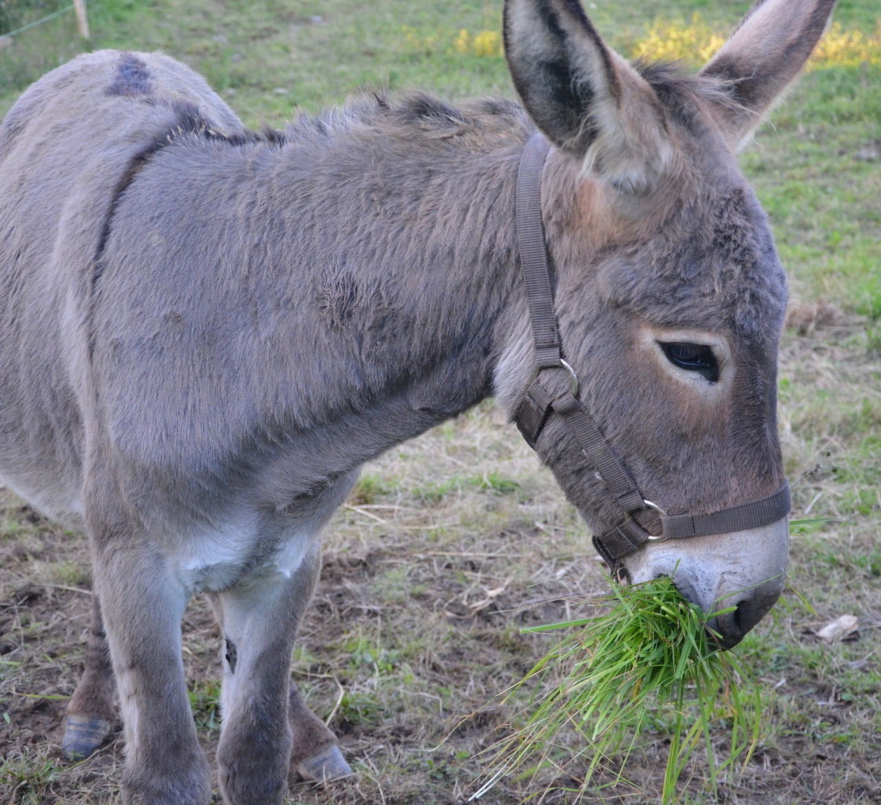 Edit free photo of Donkey,colt,graze on grass,eating grass green grass,dome...