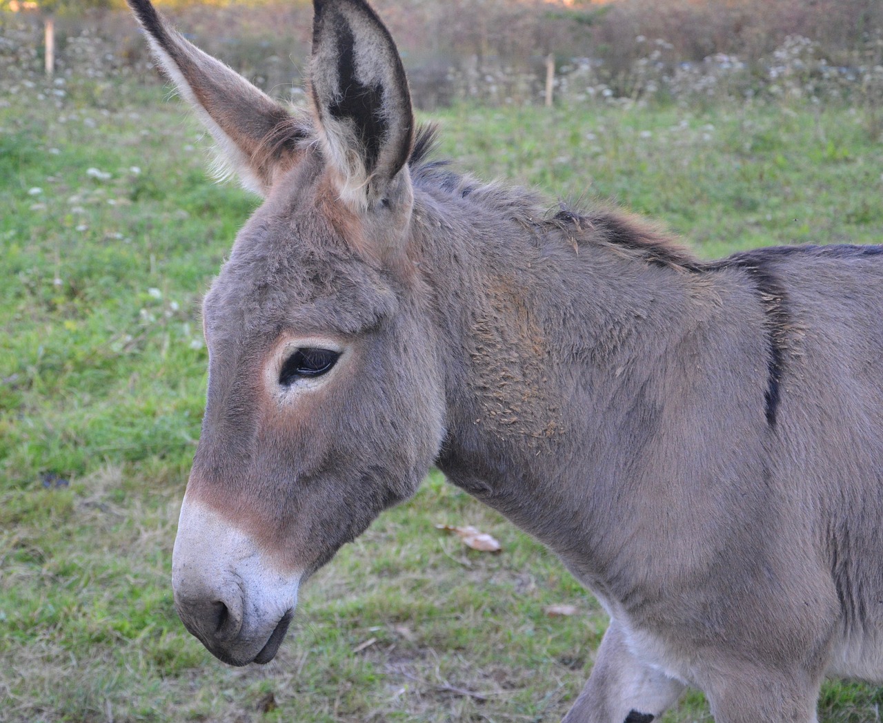 donkey colt saint andré free photo