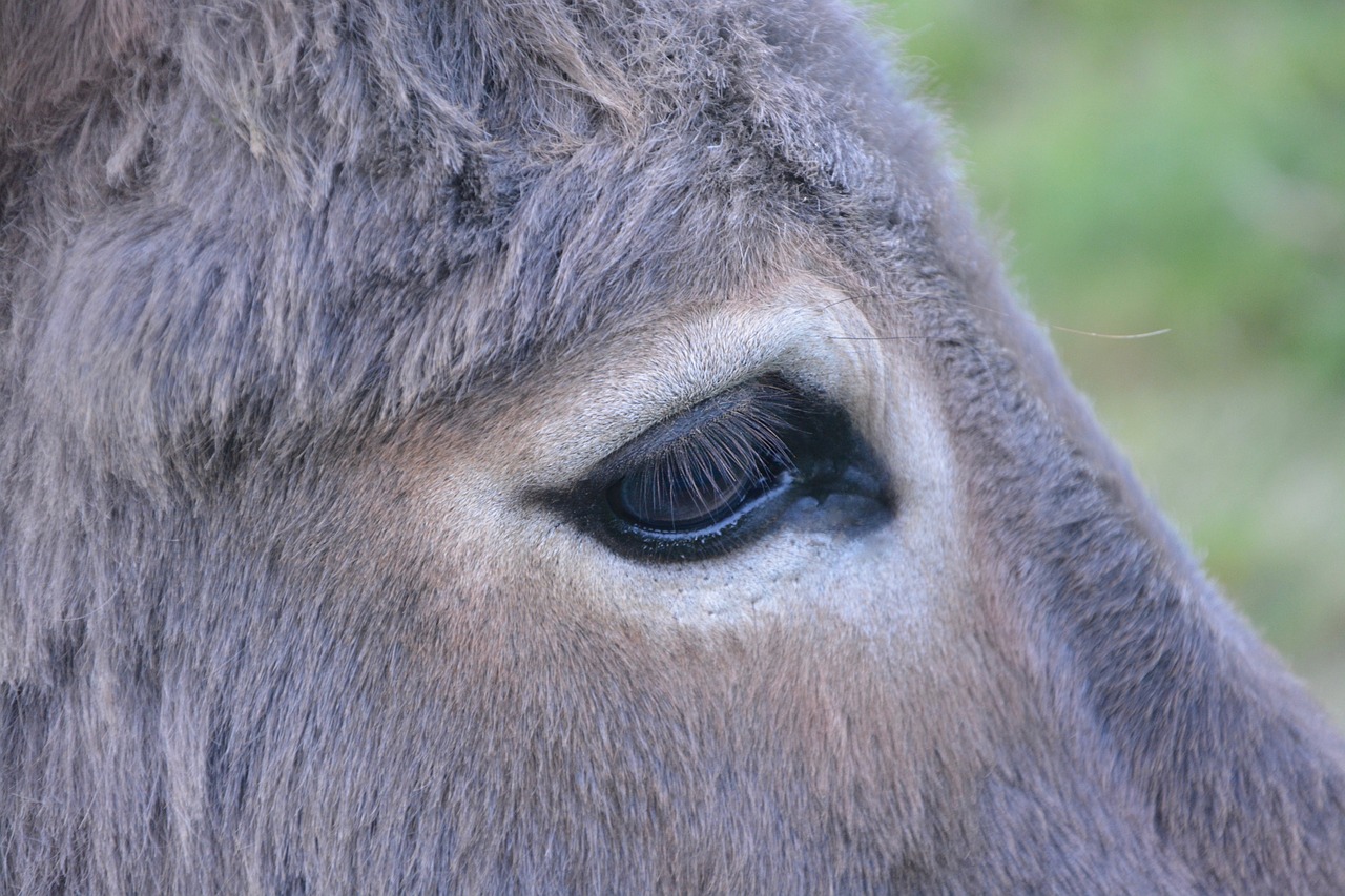 donkey eye profile head free photo