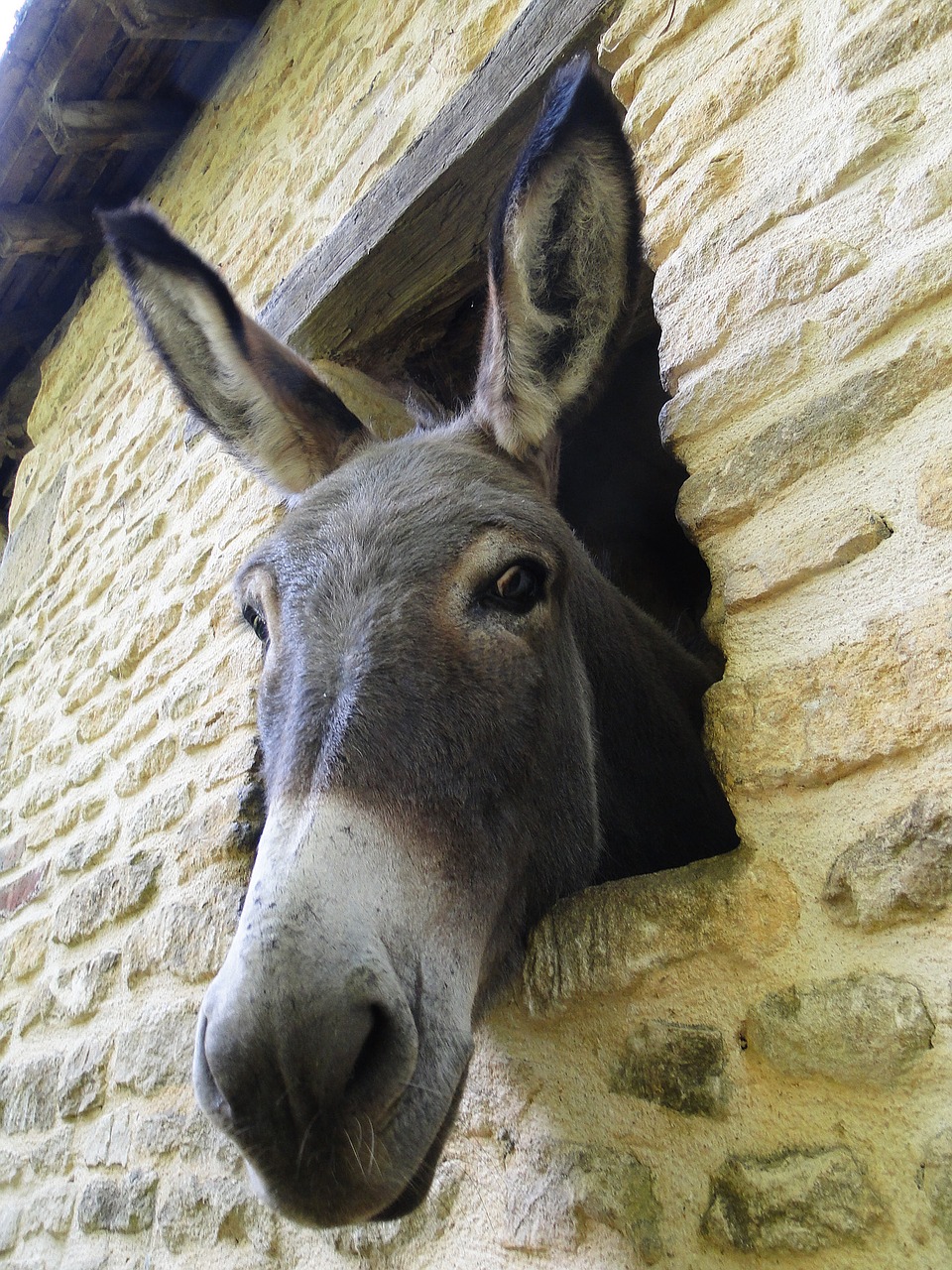 donkey look nice free photo