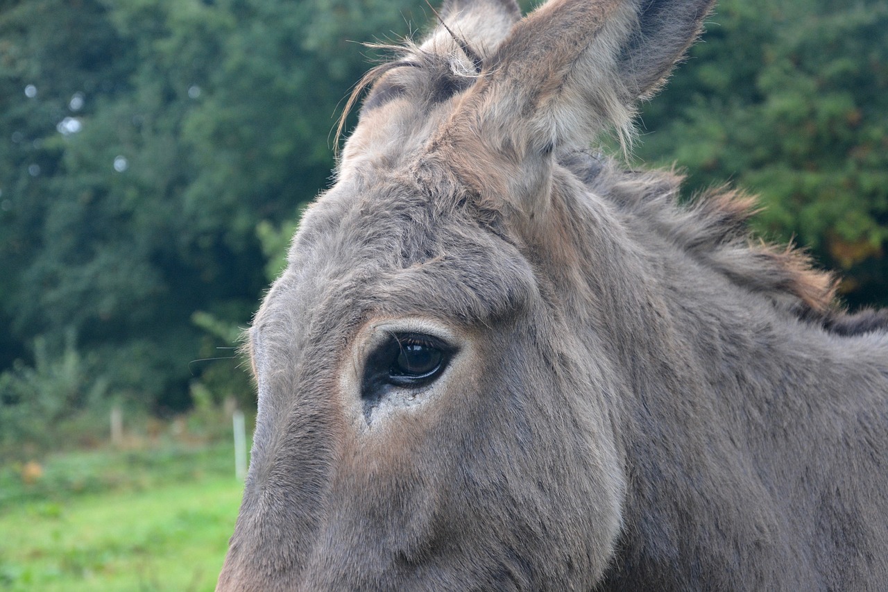 donkey eye ass equine free photo