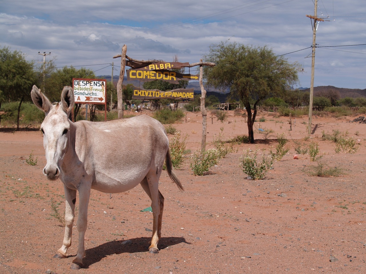 donkey desert argentine free photo