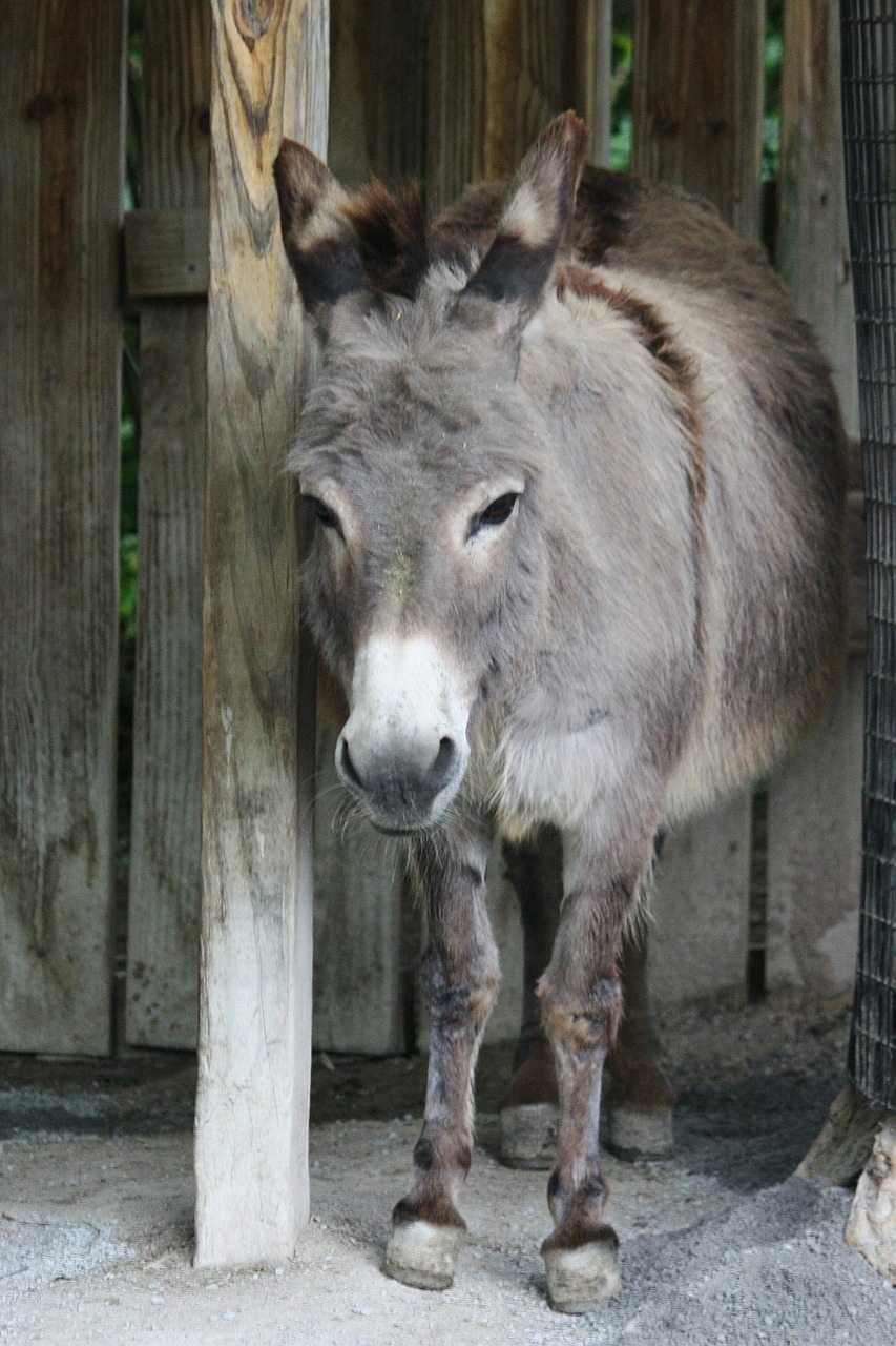 donkey zoo animal free photo