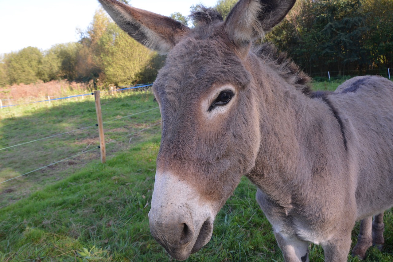 donkey colt nanon free photo