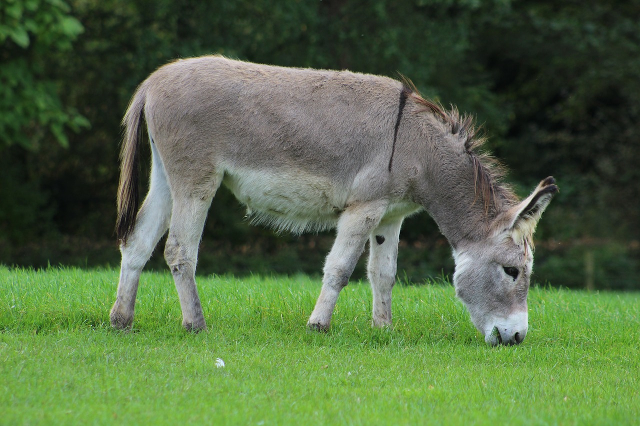 donkey horse animal free photo