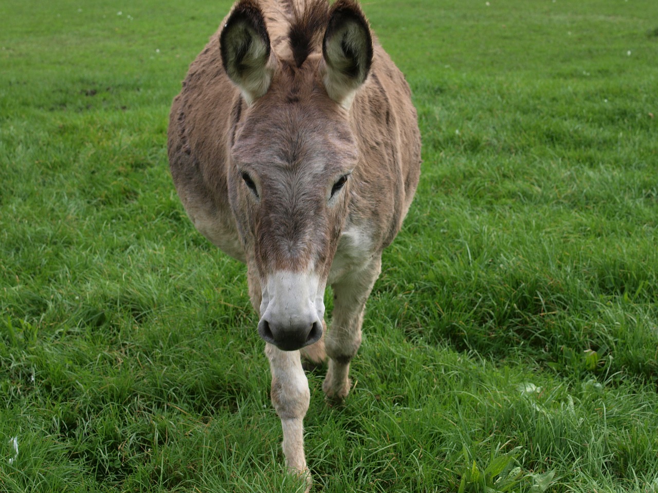 donkey horse animal free photo