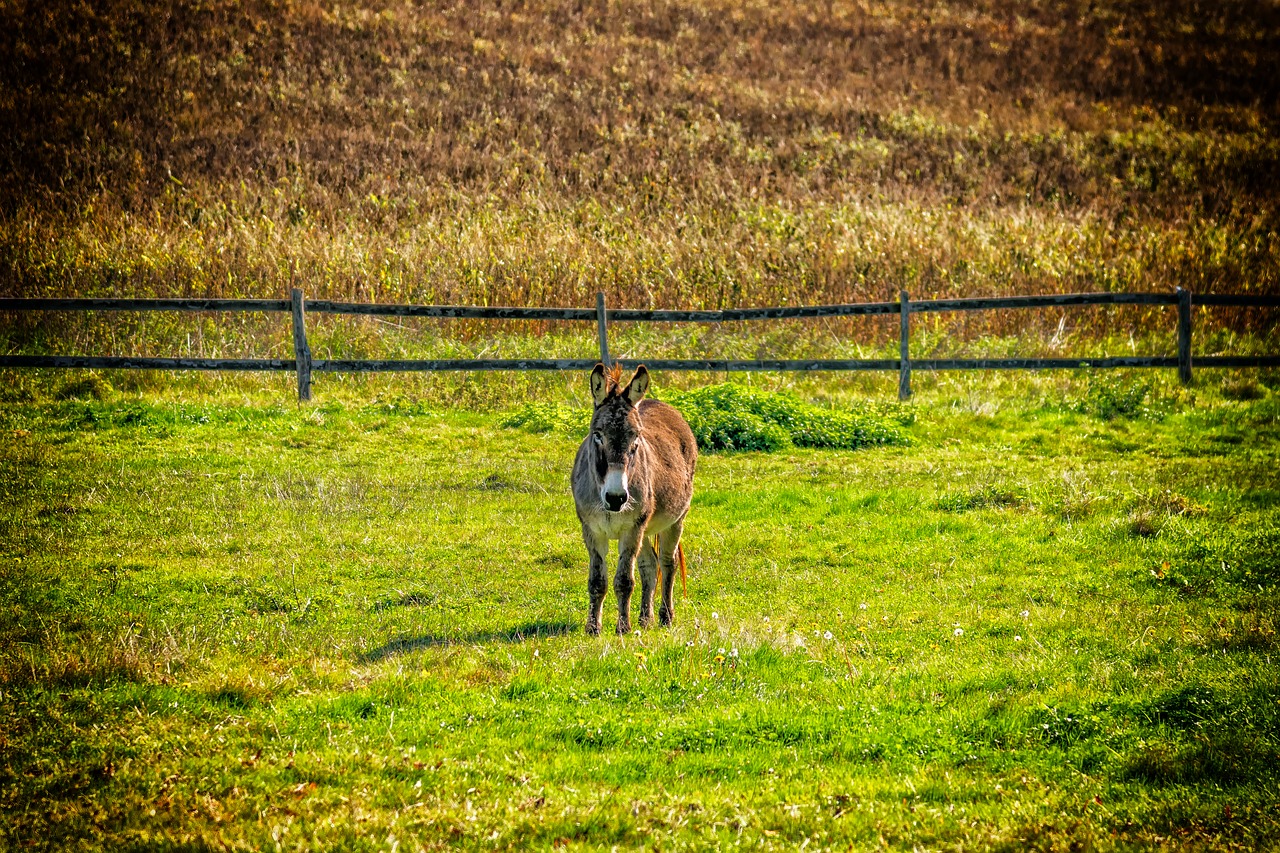 donkey animal pasture free photo