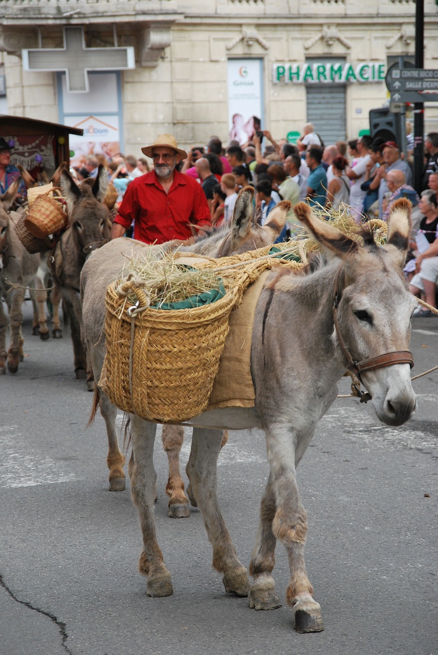 donkey parade provence free photo