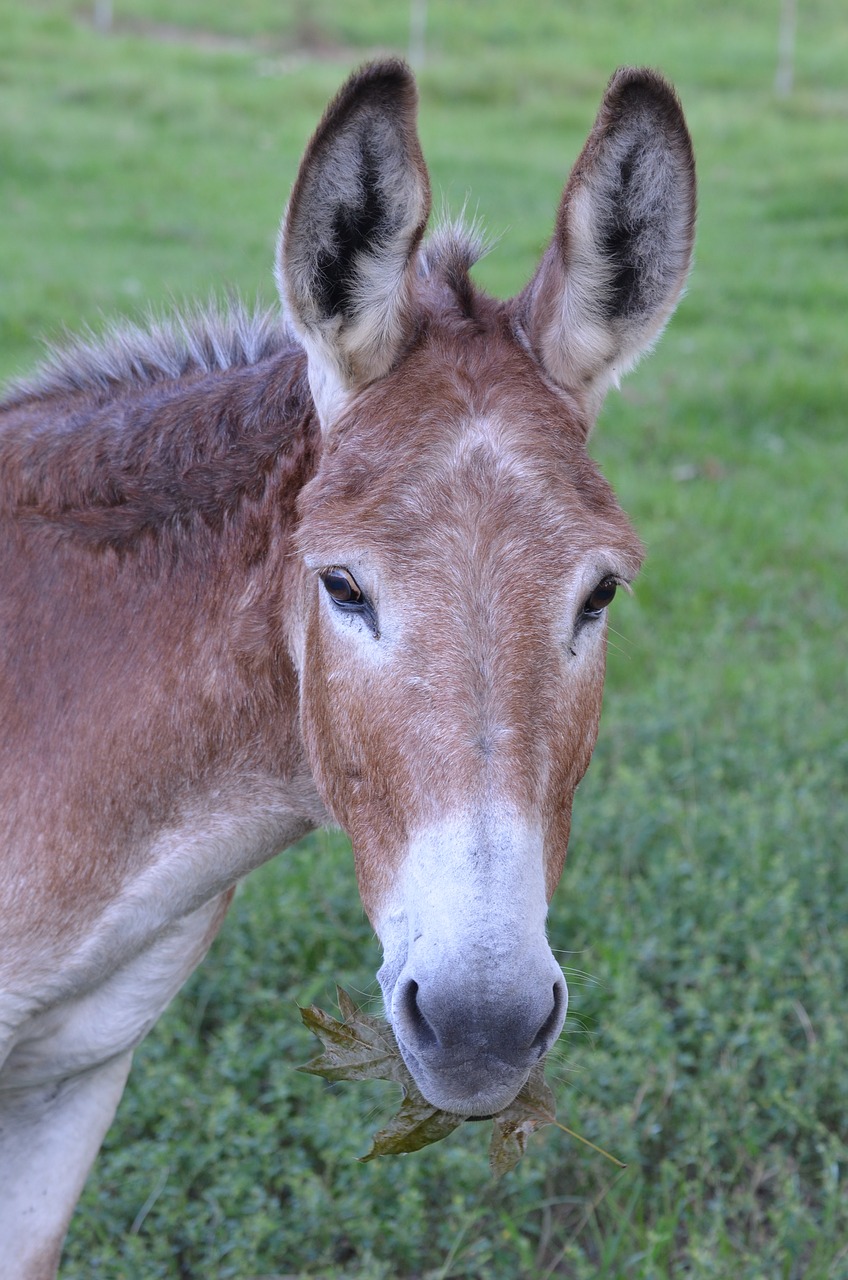 donkey barn farm free photo
