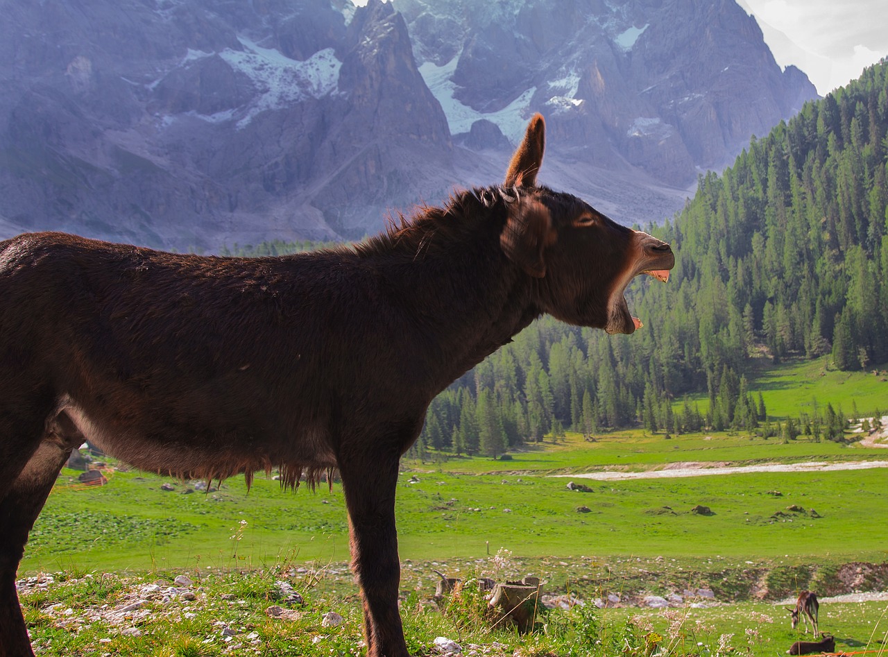 donkey animals mountain free photo