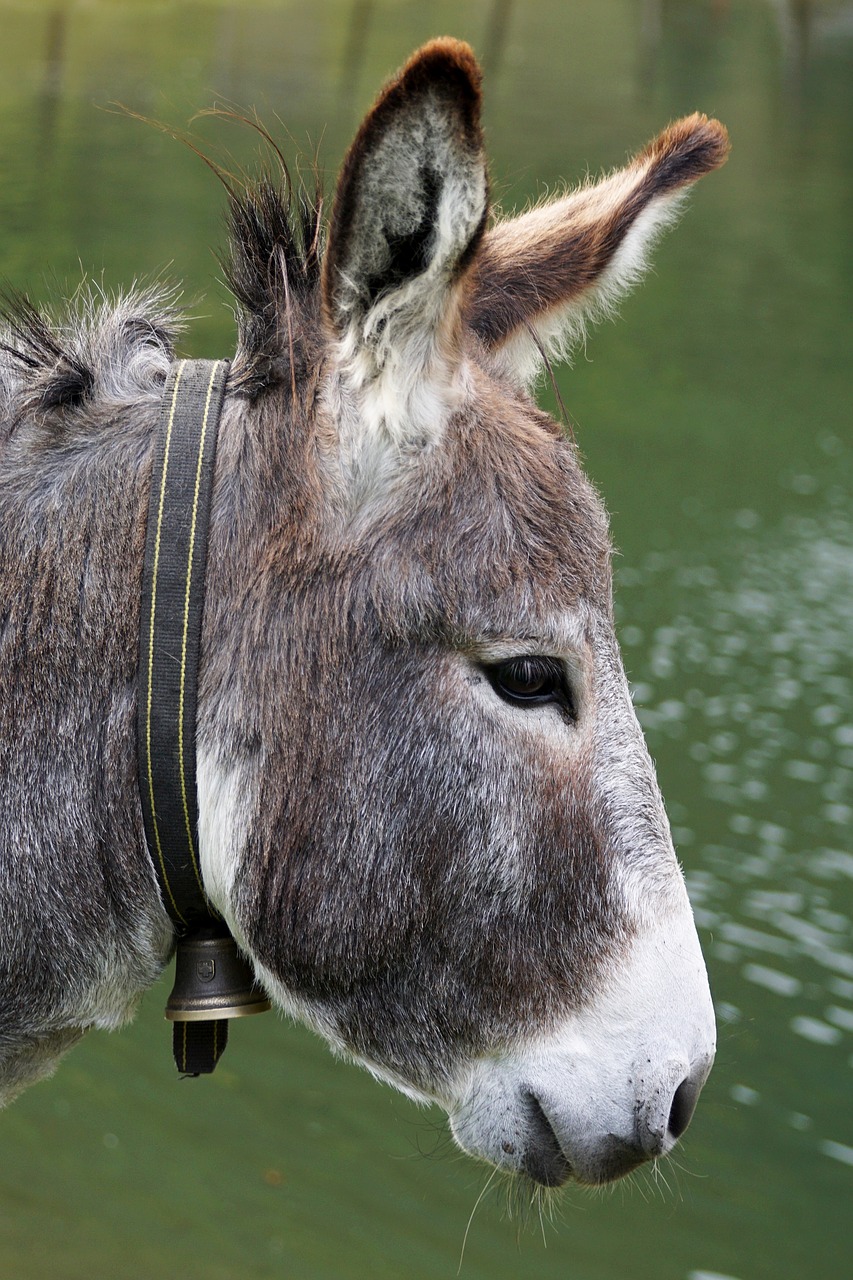 donkey animal beast of burden free photo