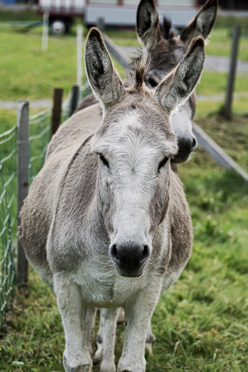 Download free photo of Donkey,animal,beast of burden,meadow,ears - from  