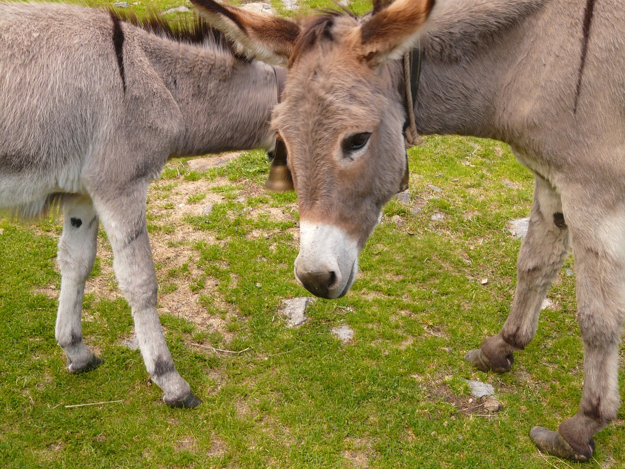 donkey animal animals free photo