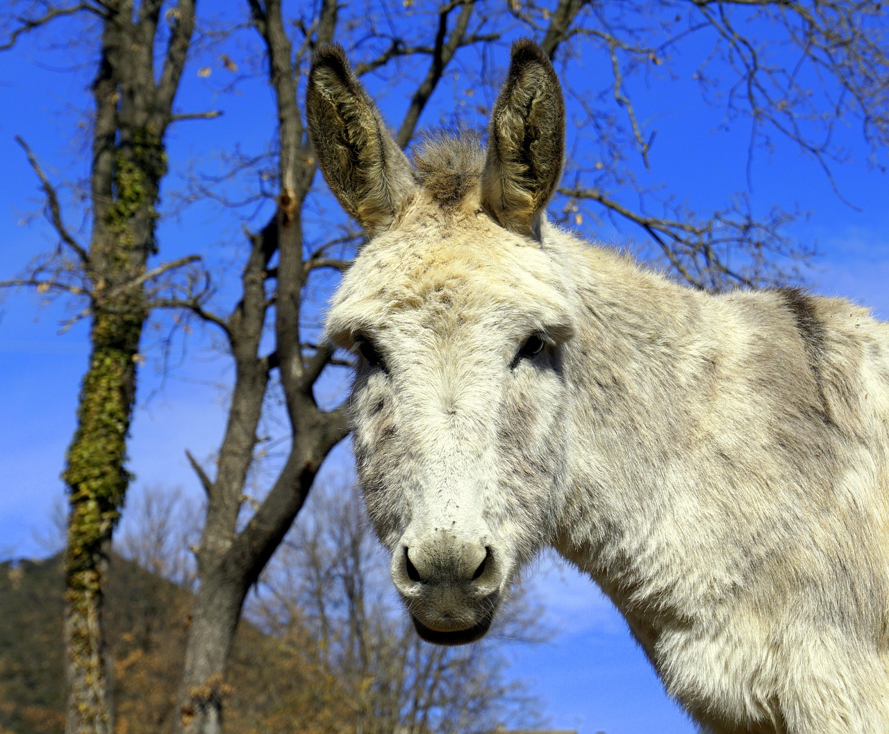 donkey ass equine free photo