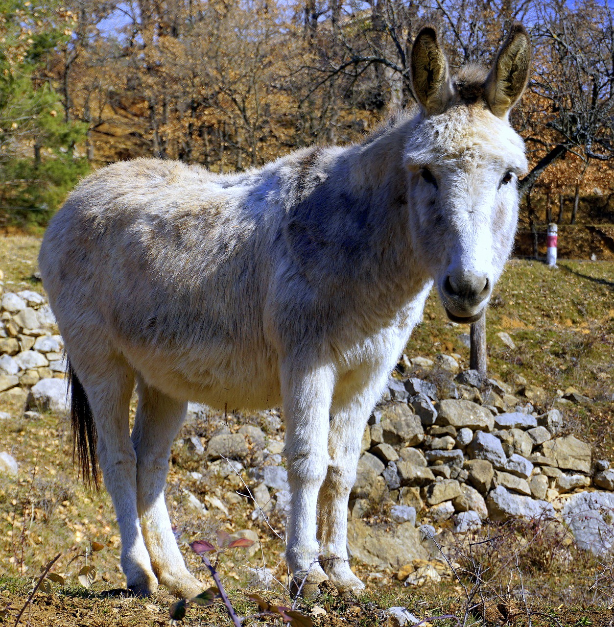 donkey ass equine free photo