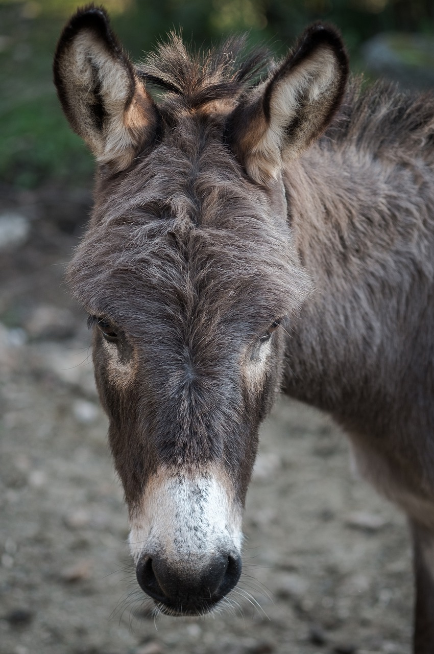 donkey animal pet free photo