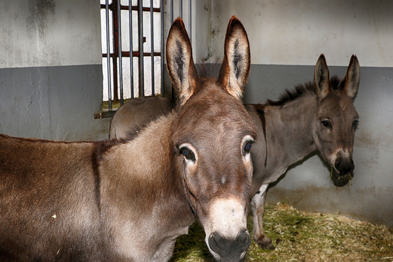 donkey animal portrait free photo
