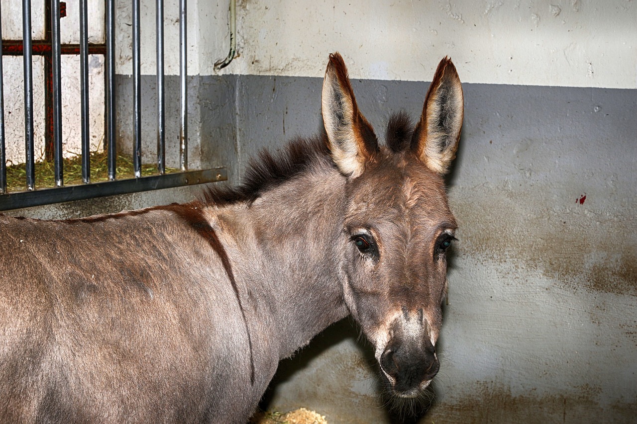 donkey animal portrait free photo