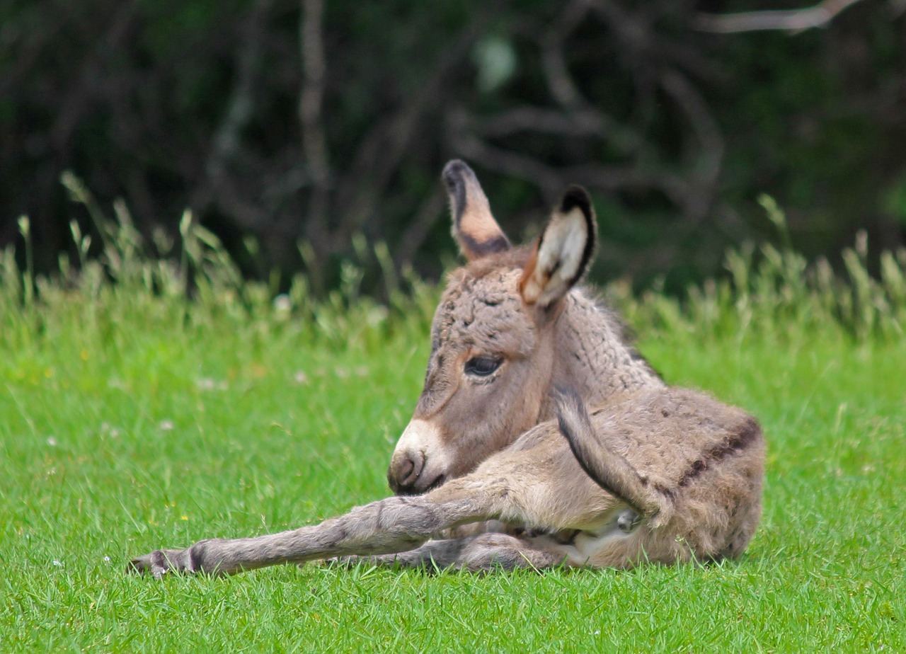 donkey baby mammal free photo