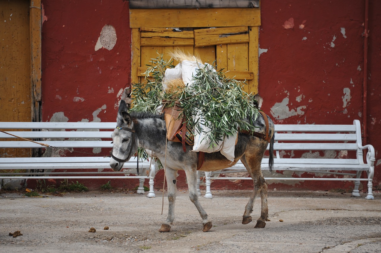 donkey  greece free pictures free photo