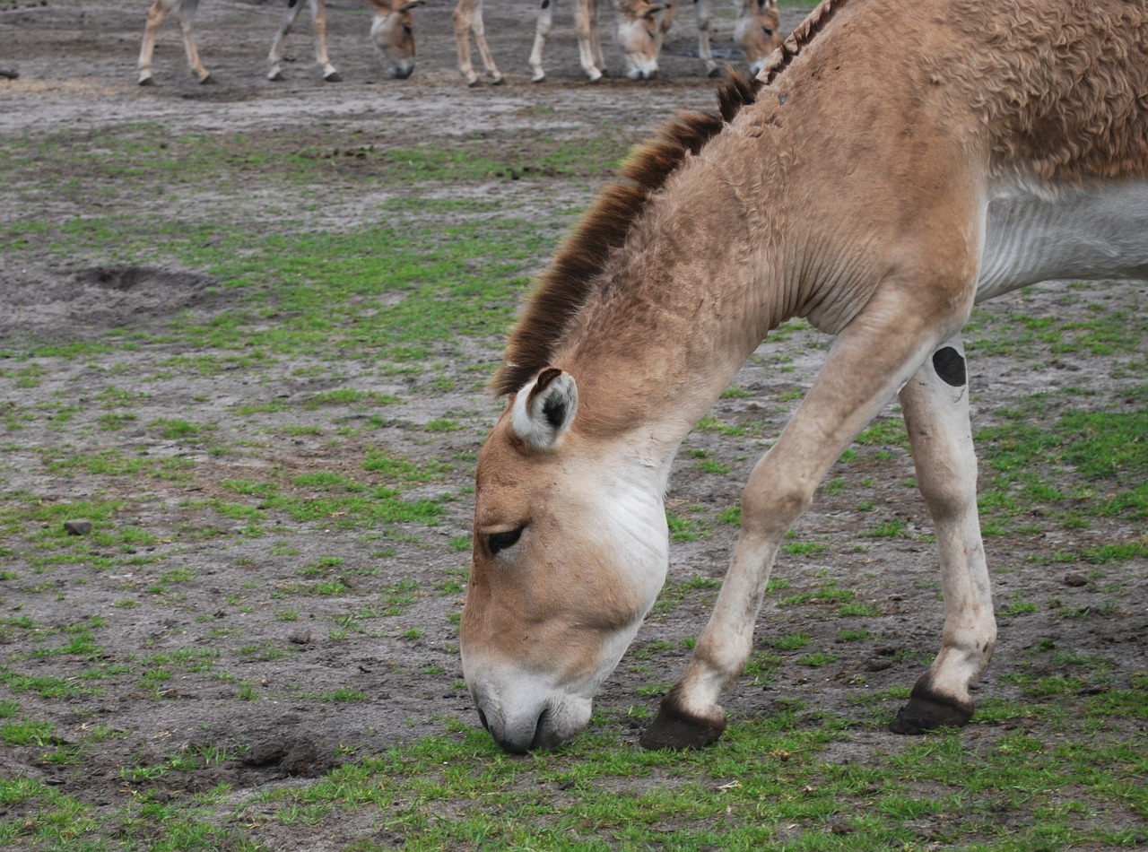 donkey wildlife farm free photo