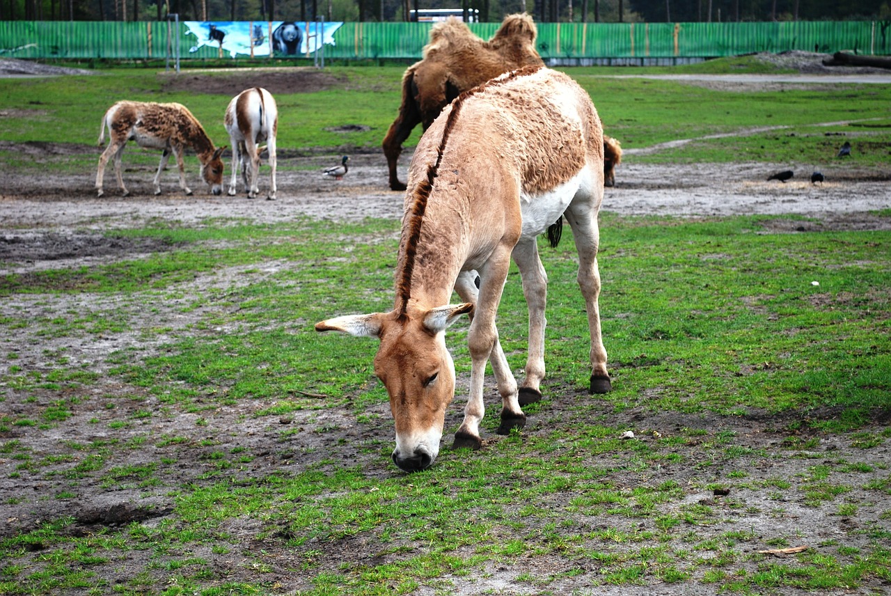donkey wildlife farm free photo