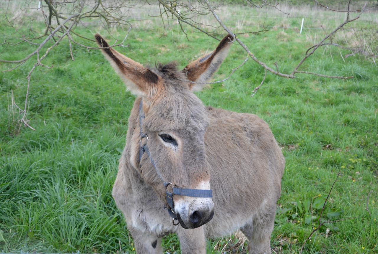 donkey  ass nanon  gray donkey free photo