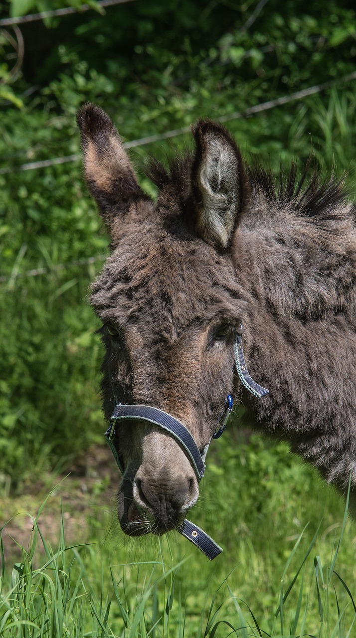 donkey  nature  animal free photo