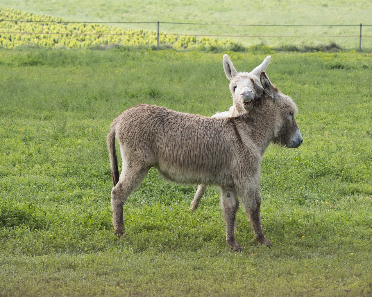 donkey  white ass  gray donkey free photo