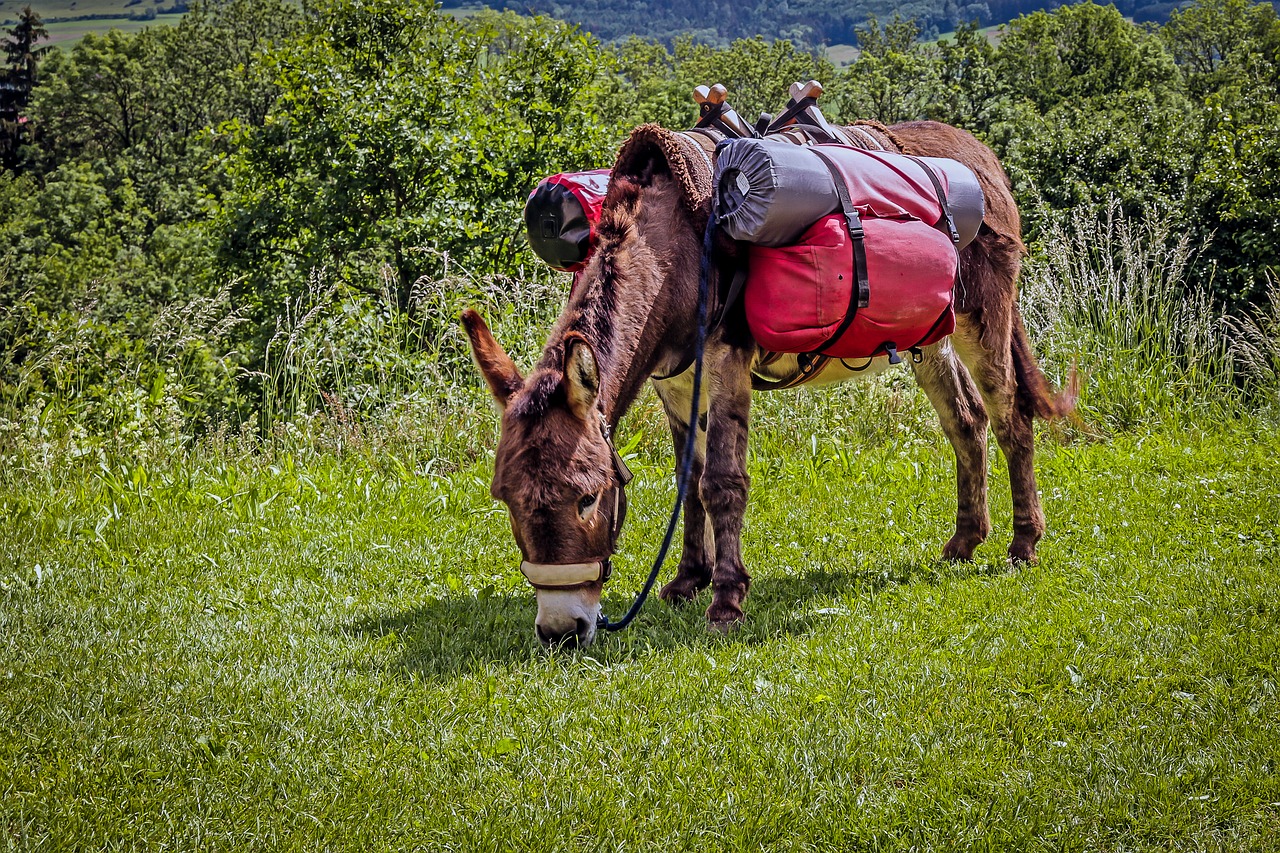 donkey  trekking  donkey trekking free photo
