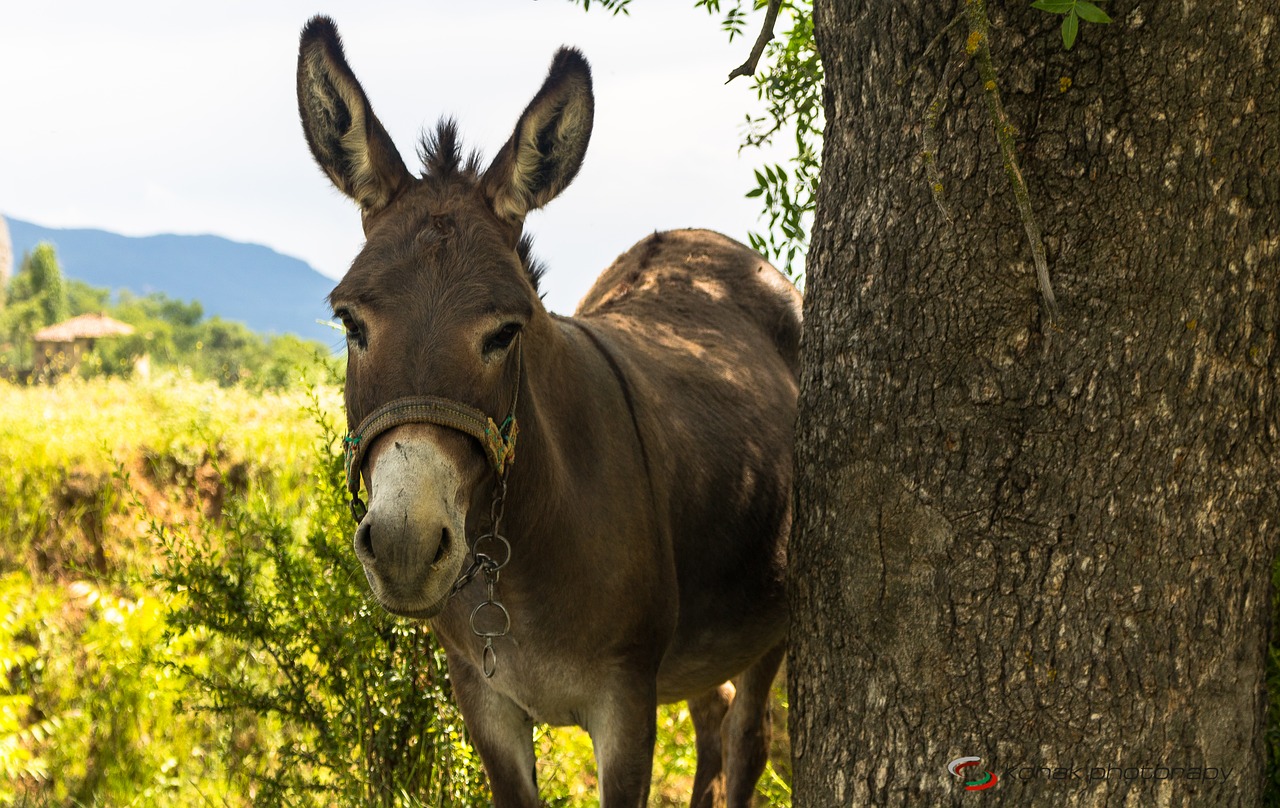 donkey  animal  scott free photo