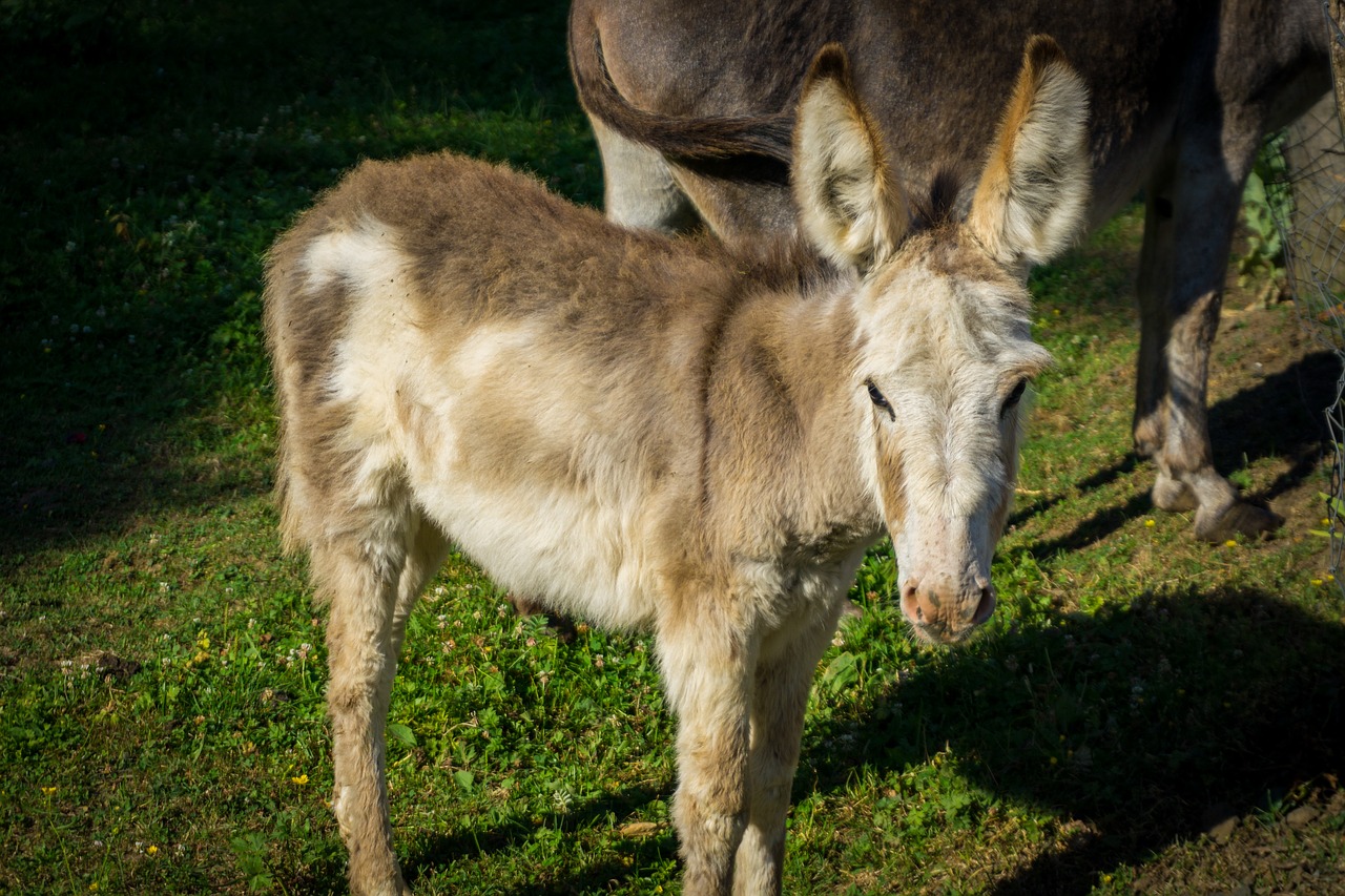 donkey  meadow  animals free photo