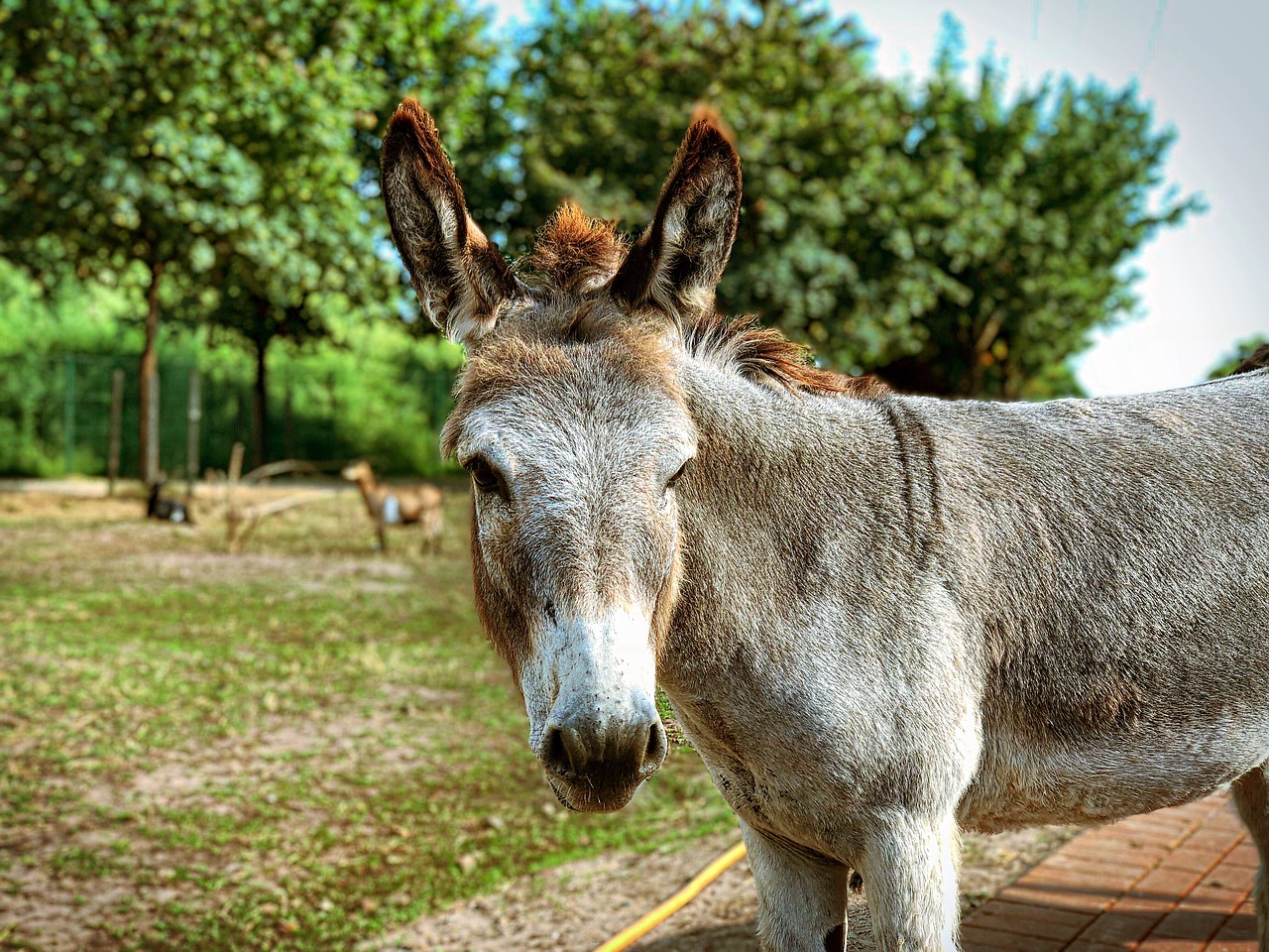 donkey  animal  draft horse free photo