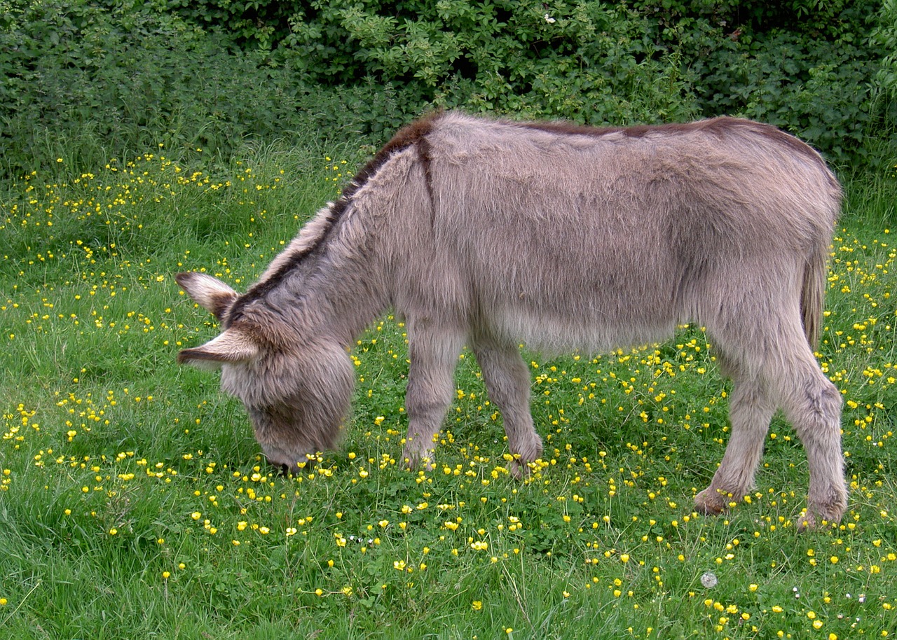 donkey ass equus africanus somaliensis free photo