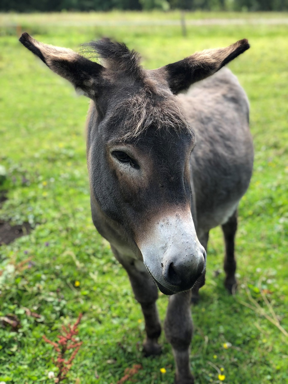 donkey  rural  meadow free photo