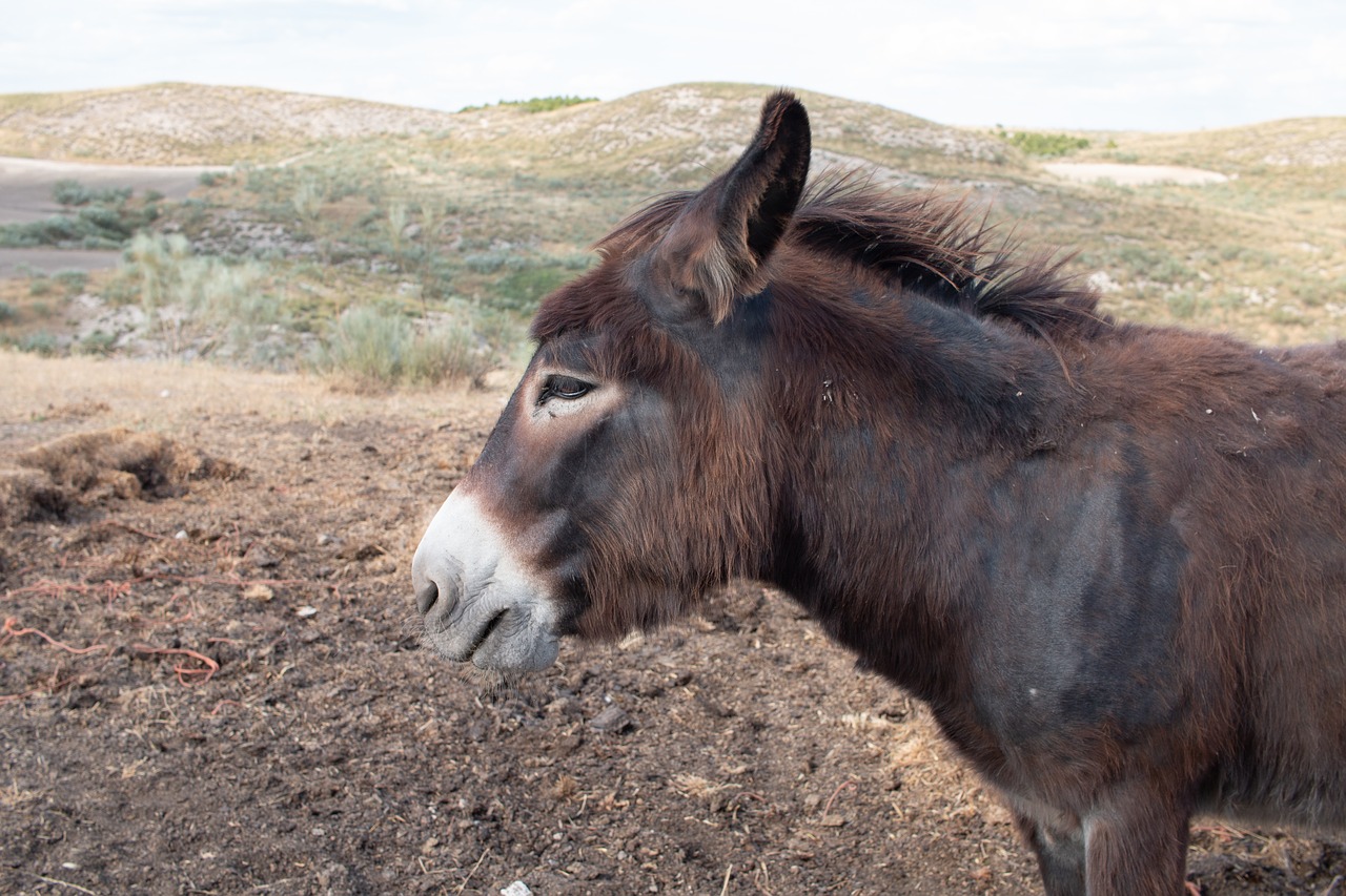 donkey  animal  nature free photo