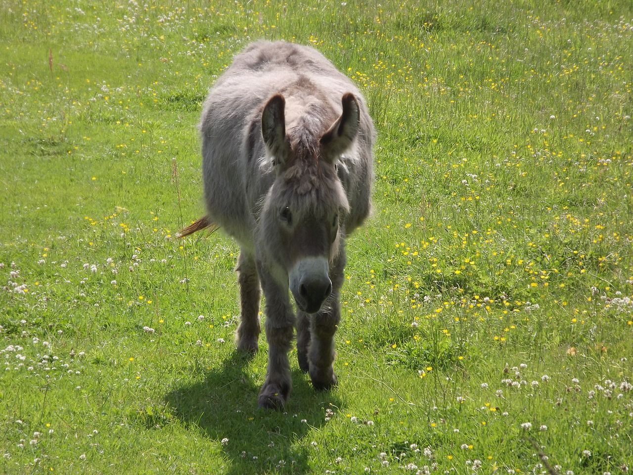 donkey pasture mule free photo